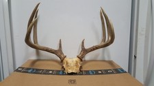 Nice 5x5 whitetail for sale  Florence