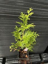 Yellow ribbons arborvitae for sale  Martin