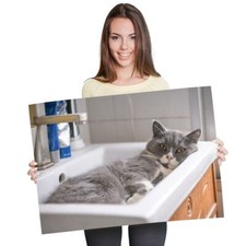 Funny british shorthair for sale  SELBY
