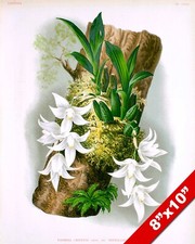 Paphinia cristata orchid for sale  South Jordan