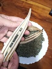 Gigante! 30 semi OKRA CLEMSON SPINELESS GOMBO ocra quiabo bamiya gigante giant comprar usado  Enviando para Brazil