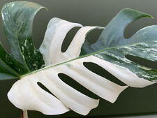 Monstera deliciosa variegata gebraucht kaufen  Gladbeck