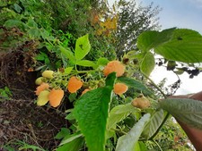 Herbsthimbeere autumn amber gebraucht kaufen  Witzenhausen