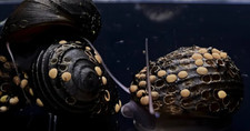 King koopa nerite for sale  San Diego
