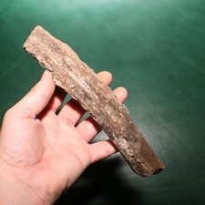 Beautiful dinosaur rib for sale  Scottsdale
