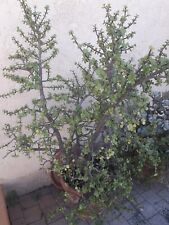 Portulacaria afra boutures d'occasion  Cagnes-sur-Mer