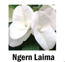 Ngern laima crown for sale  Mobile