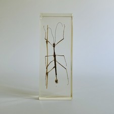 Real life bugs for sale  MALMESBURY