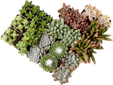 pot w succulents for sale pot w succulents for sale Los Angeles