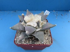 Ariocarpus furfuraceus 10.6cm for sale  BIRMINGHAM