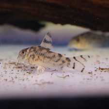 Vulcan cory cat for sale  Patchogue