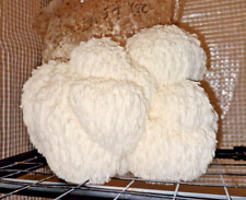 900g lions mane for sale  READING