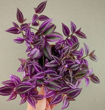 Tradescantia pink paradise gebraucht kaufen  Parey