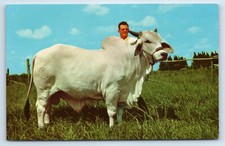 Man brahma bull for sale  Washington