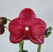 Phal haur jih for sale  Short Hills