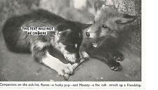 Animals companions friends for sale  WATERLOOVILLE