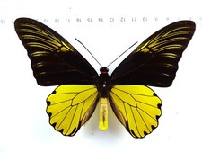 entomologie gebraucht kaufen entomologie gebraucht kaufen Haibach