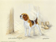Beagle print beagle for sale  WARWICK
