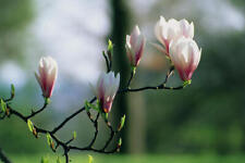 Saucer magnolia tree for sale  Mcminnville