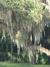 Fresh florida live for sale  Punxsutawney