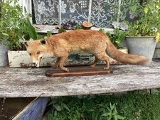 Vintage taxidermy fox for sale  HEATHFIELD