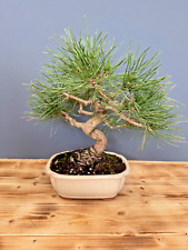 Bonsai schwarzkiefer pinus gebraucht kaufen  Böhl-Iggelheim