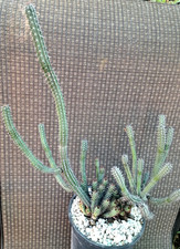 Euphorbia baioensis specimen for sale  USA
