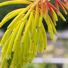 Kniphofia rufa rasta for sale  UK