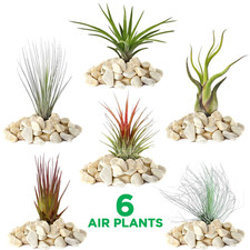 Tillandsia mix plants for sale  UK