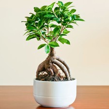 Ideal gift plant for sale  UK