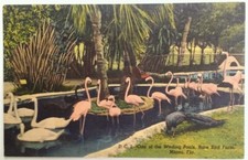 Cartão postal Miami Flórida antigo início dos anos 1900 raro fazenda de pássaros flamingos piscina Wade  comprar usado  Enviando para Brazil