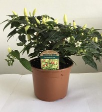 Chilli plants prairie for sale Chilli plants prairie for sale  BANBURY