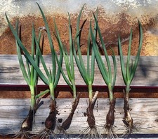 Michigan grown egyptian for sale  Ossineke