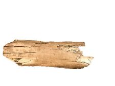 Fossiler mammut stoßzahn gebraucht kaufen  Oldenburg (Oldenburg)