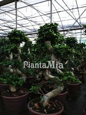 Bonsai ficus ginseng usato  Mascali