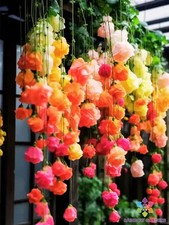 Rainbow weeping begonia for sale  Spring City