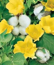 Cotton bush seeds for sale  OLDHAM