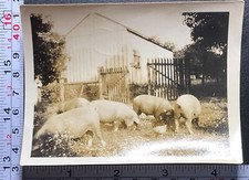 Pigs eating farm for sale  Weatherly