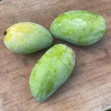 Lemon zest mango for sale  Fleming Island
