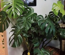 Monstera deliciosa swiss for sale  Denmark