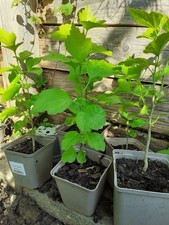 Hibiscus hibiskus jung gebraucht kaufen  Bad Krozingen