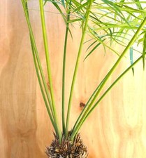 Cycas petraea usato  Napoli