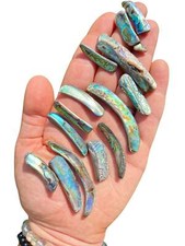 Raw abalone shell for sale  Pittsburgh