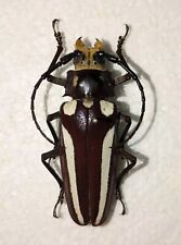 Callipogon lemoinei female for sale  Shipping to United States