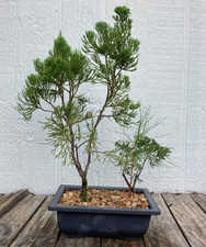 Juniper pine bonsai for sale  Nacogdoches