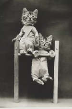 Antique kittens monkey for sale  Tampa