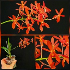 Mini vanda falcata for sale  NOTTINGHAM
