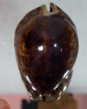 Cypraea stercoraria top usato  Italia