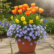 Mixed flower bulb for sale  UK