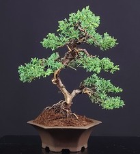 Bonsai ginepro giapponese usato  Cison di Valmarino